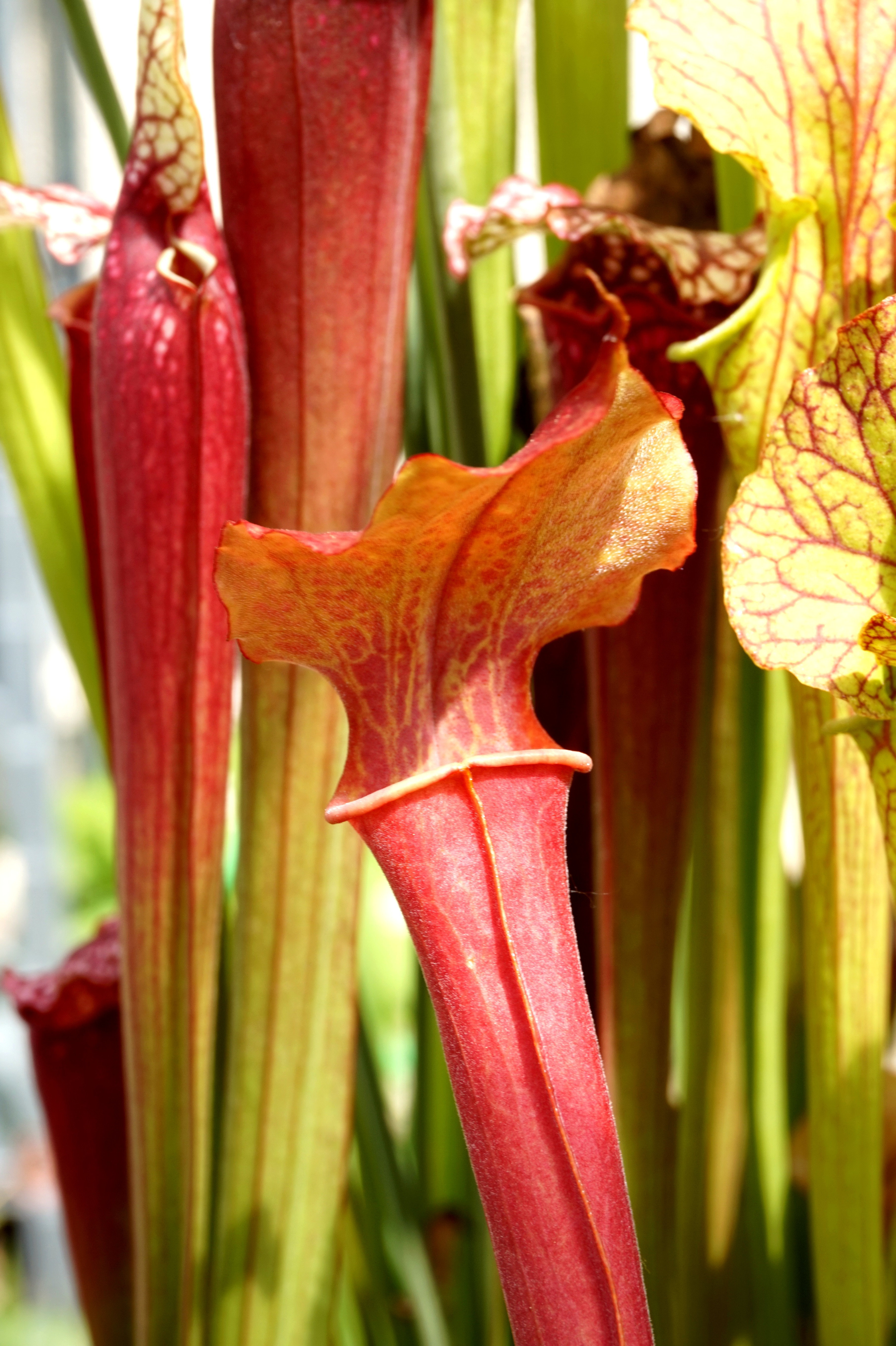 Présentation de mes hybrides/cultivars faits maison (Sarracenia) Gjhu