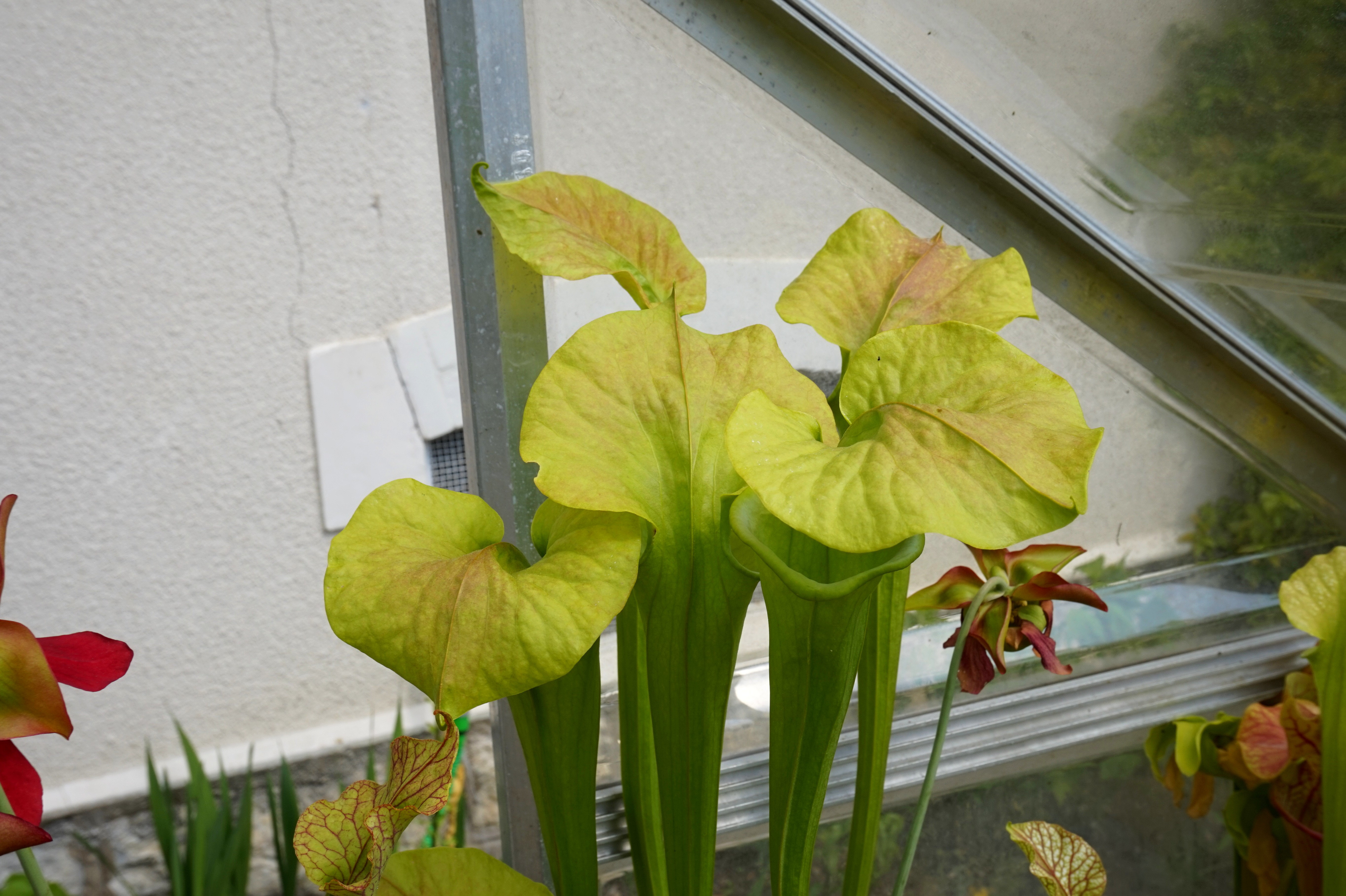 Présentation de mes hybrides/cultivars faits maison (Sarracenia) I8ai