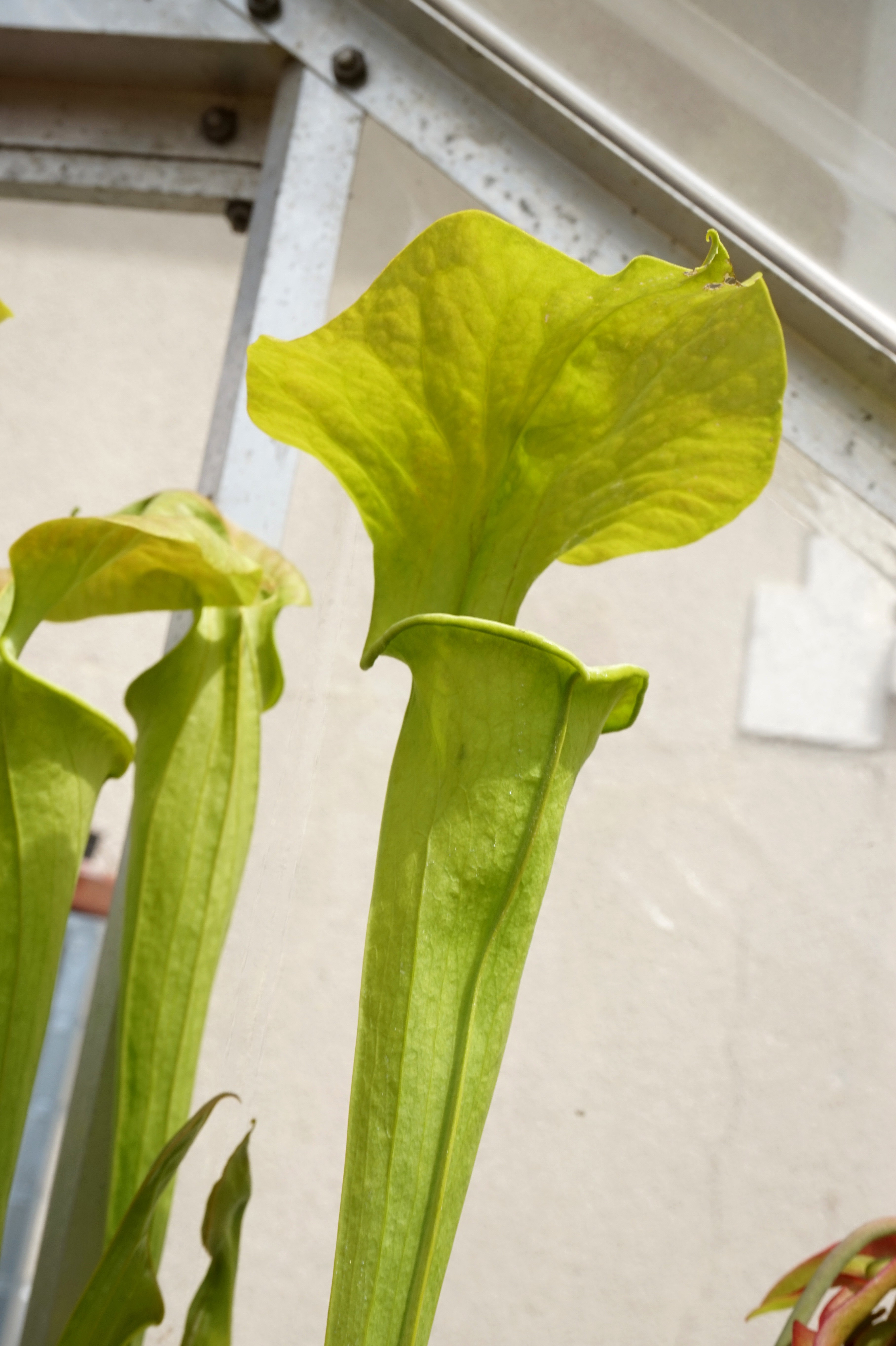 Présentation de mes hybrides/cultivars faits maison (Sarracenia) Igro