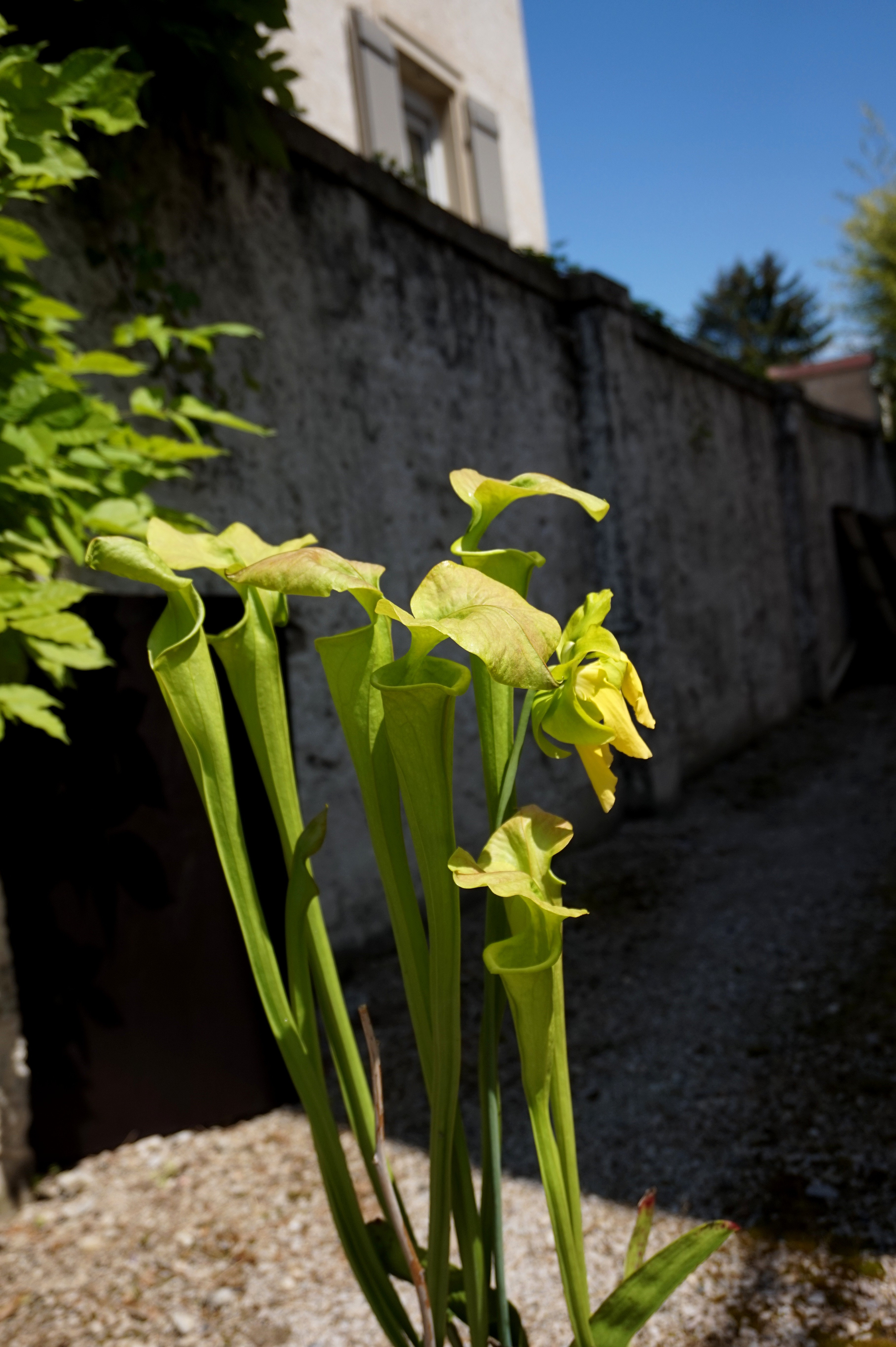 Présentation de mes hybrides/cultivars faits maison (Sarracenia) Jbhb