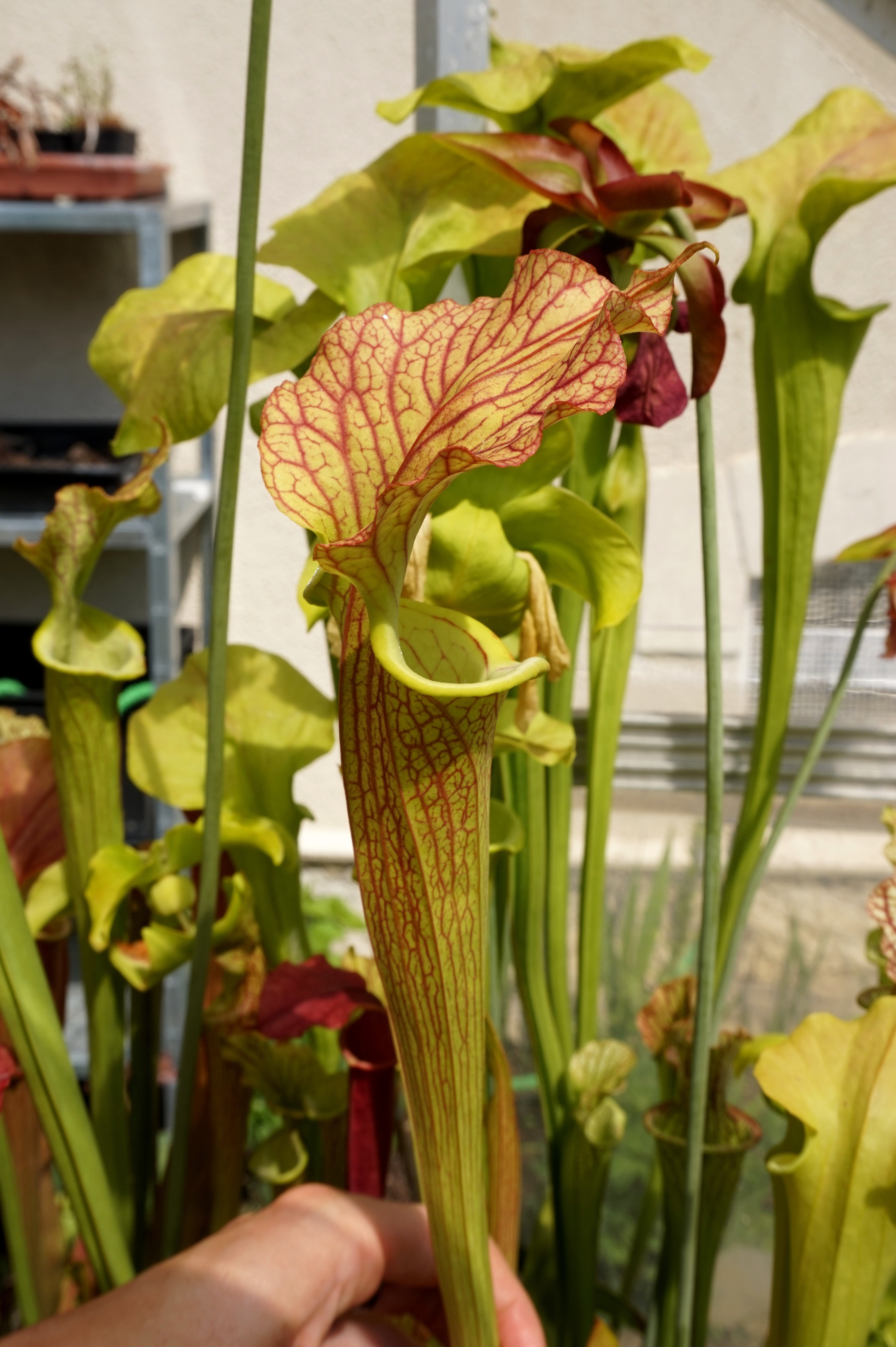 Présentation de mes hybrides/cultivars faits maison (Sarracenia) Rwqi