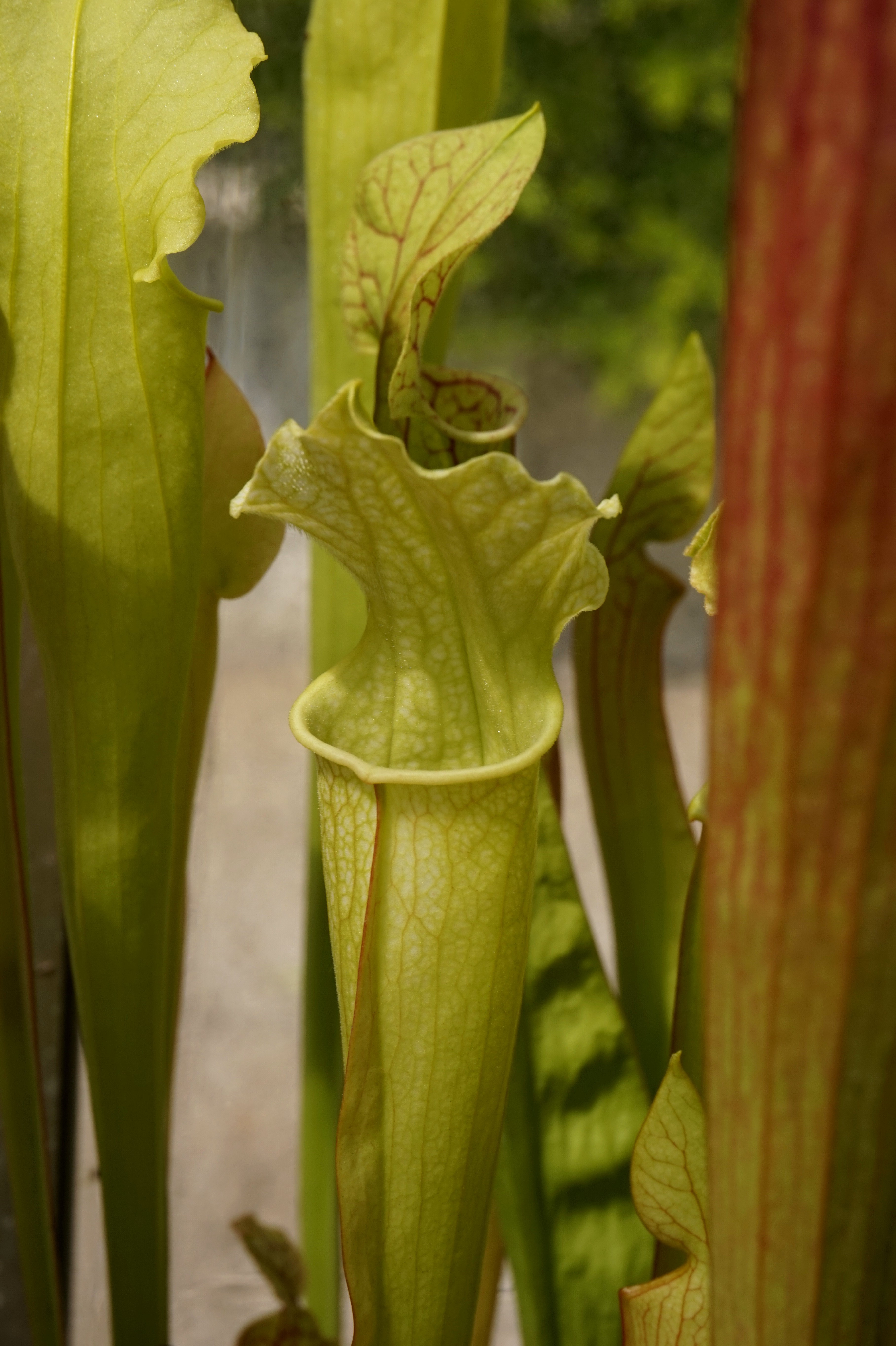 Présentation de mes hybrides/cultivars faits maison (Sarracenia) Szo1