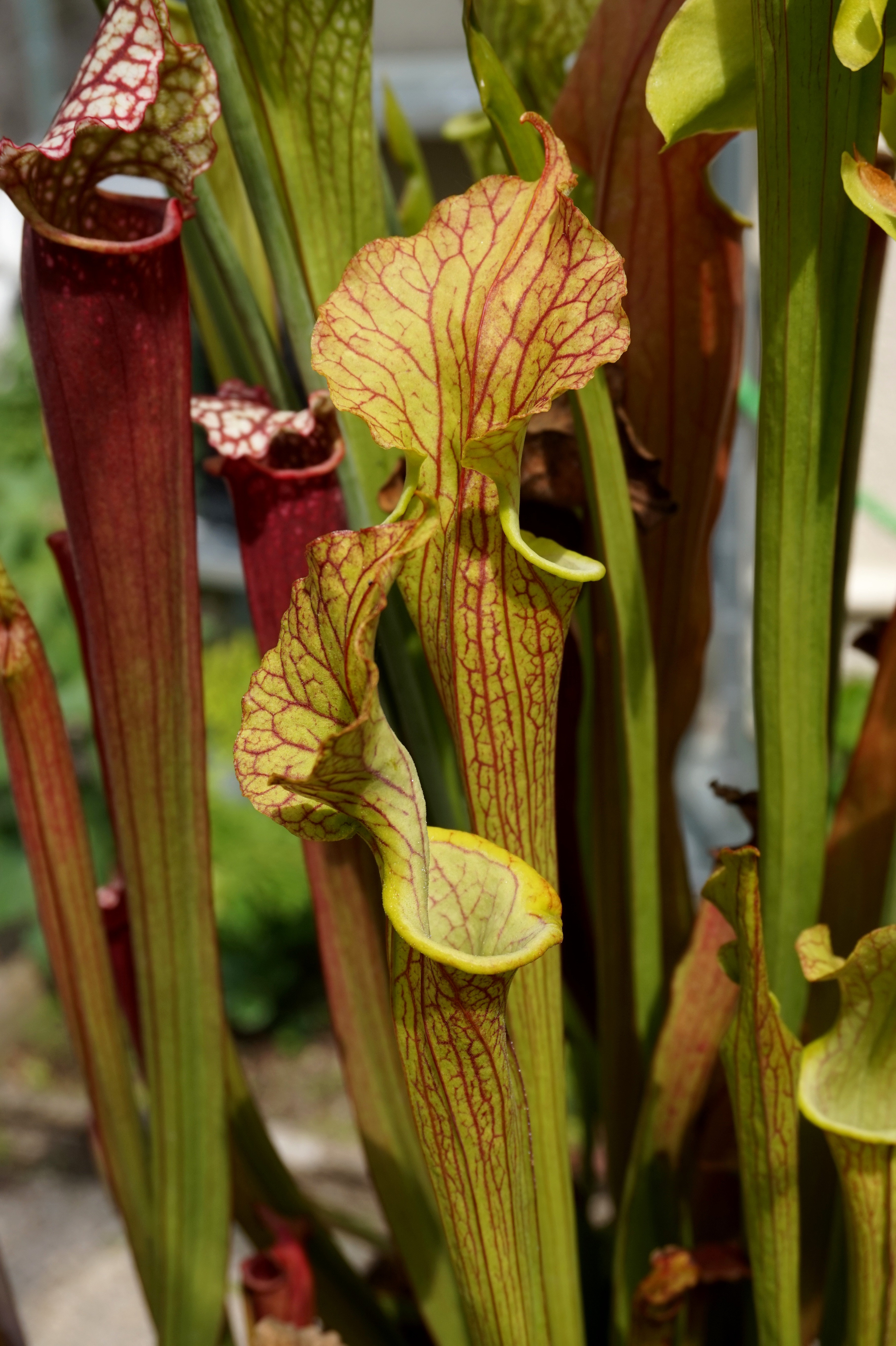 Présentation de mes hybrides/cultivars faits maison (Sarracenia) Wycm