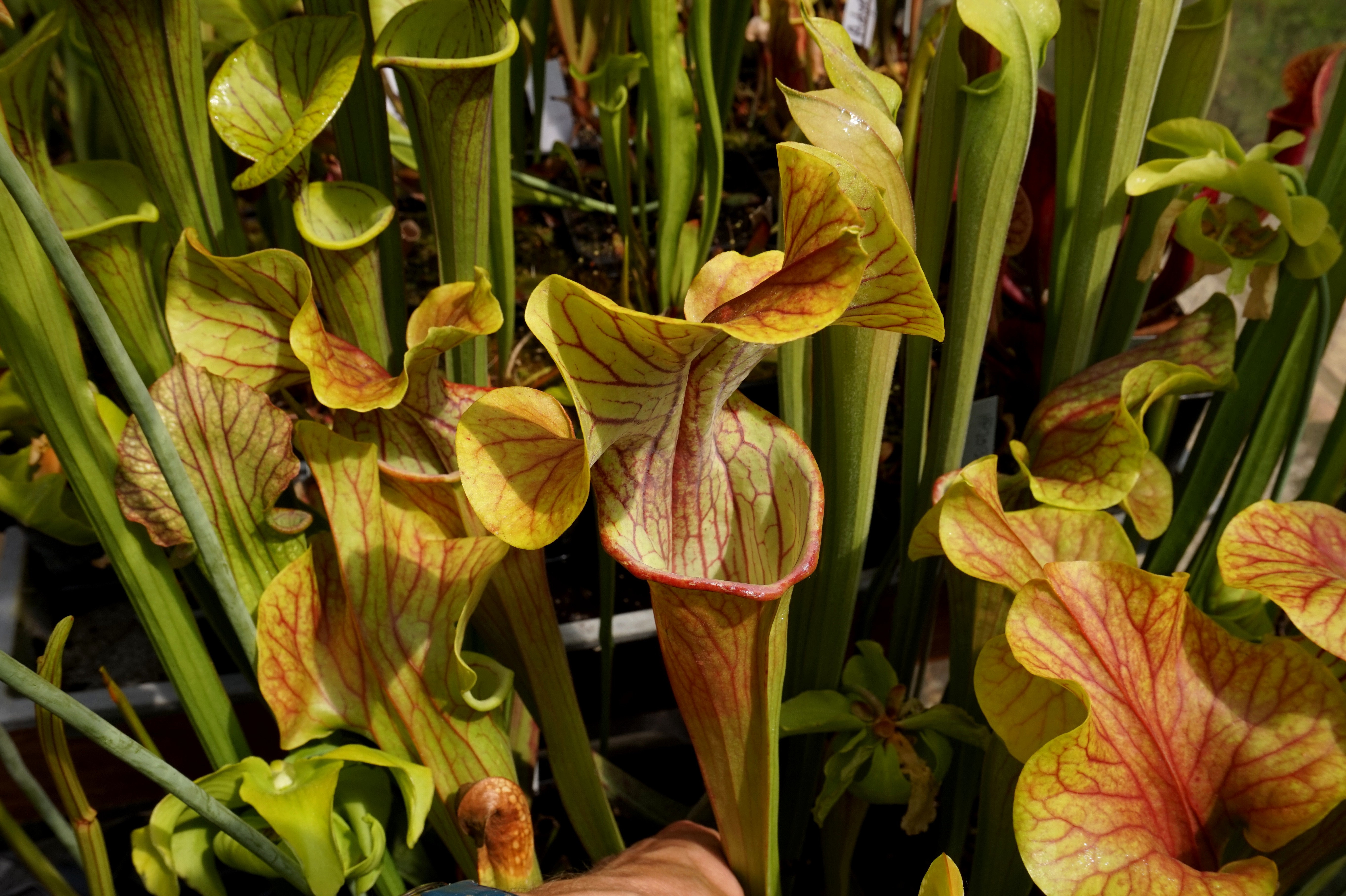 Présentation de mes hybrides/cultivars faits maison (Sarracenia) Ynj4