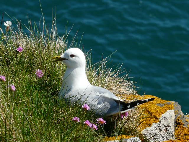 NORD-WEST 200 IRLANDE en photo Xjbf