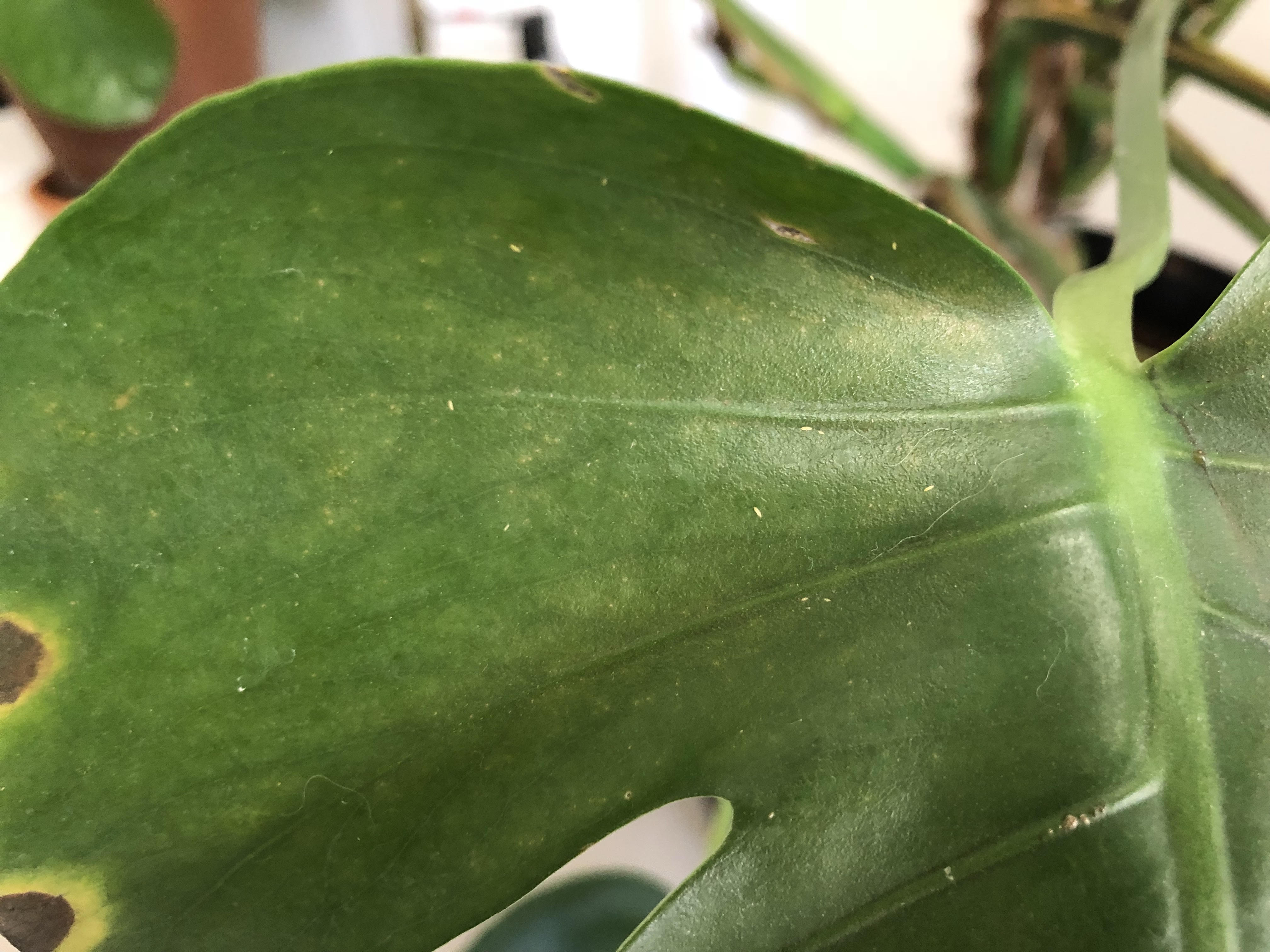 Parasite Sur Monstera Deliciosa Au Jardin Forum De Jardinage Parasite Sur Monstera Deliciosa Au Jardin Forum De Jardinage