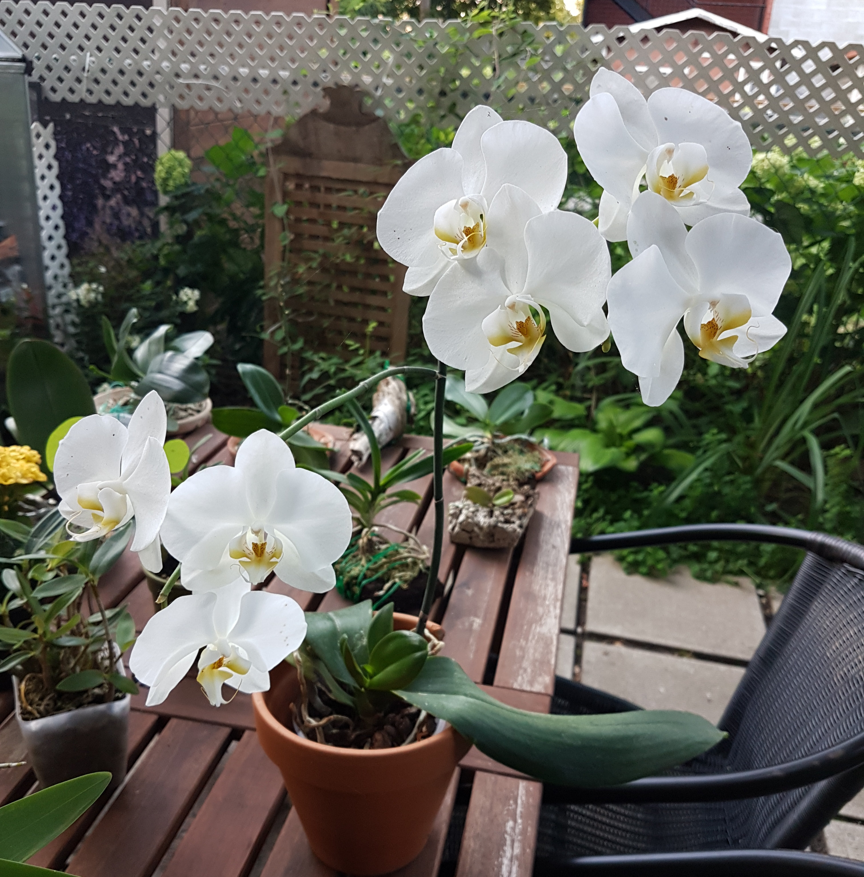 Phalaenopsis hybride blanc T5uu
