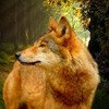 Les images des loups 9p5a
