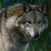 Les images des loups L31o
