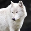 Les images des loups N48q