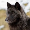 Les images des loups Wncb