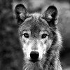 Les images des loups Yucm