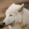Les images des loups Krsc