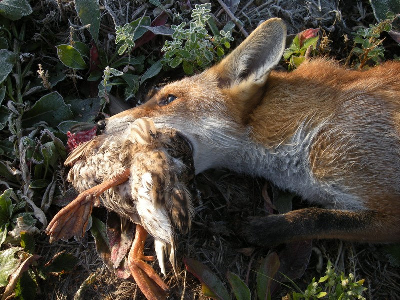 Etude sur les impacts du renard ? B64d