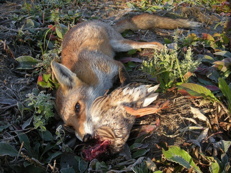Etude sur les impacts du renard ? Iskv
