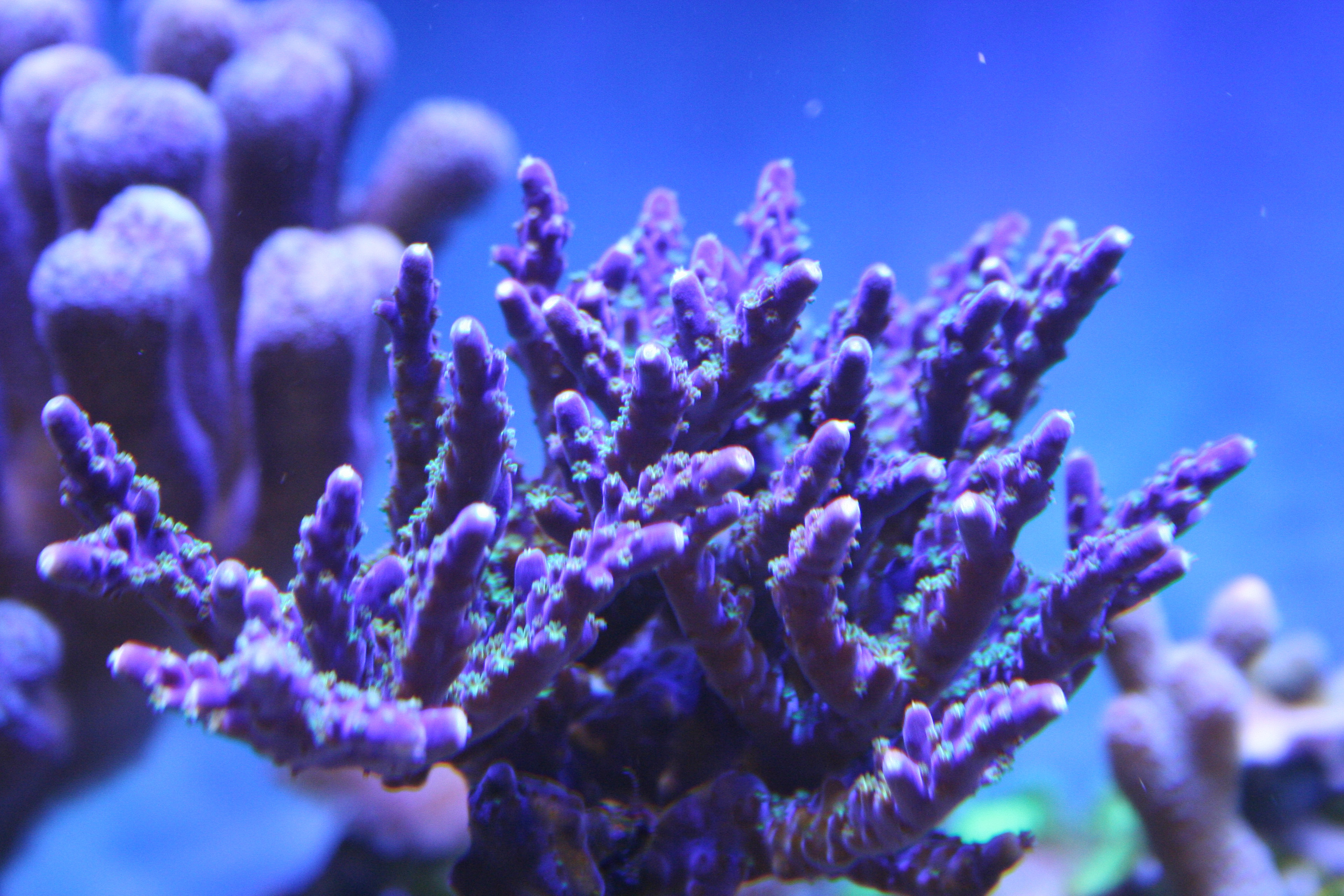 quelques photos de mes  coraux  5f5l