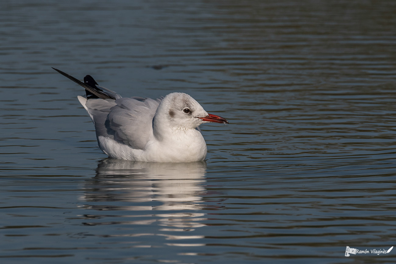 Mouette rieuse Yjpq