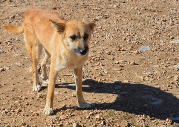 QUEEN F 7 ANS CROISEE TROUVEE BLESSEE/ROUTE AU REFUGE DE MARTA ESPAGNE ADOPTIONS SANS FRONTIERE G50w