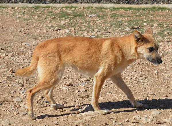 QUEEN F 7 ANS CROISEE TROUVEE BLESSEE/ROUTE AU REFUGE DE MARTA ESPAGNE ADOPTIONS SANS FRONTIERE T7uj