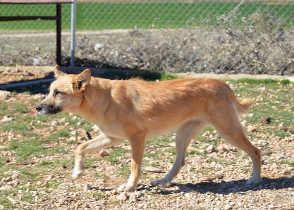 QUEEN F 7 ANS CROISEE TROUVEE BLESSEE/ROUTE AU REFUGE DE MARTA ESPAGNE ADOPTIONS SANS FRONTIERE T8pj