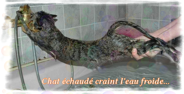 Mana Wyrd Halloween Chat Echaude Craint L Eau Froide