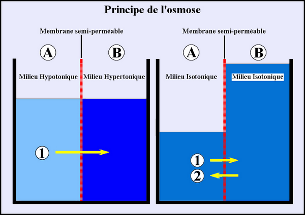 LE MIEL ET LA CICATRISATION DES PLAIES M31d