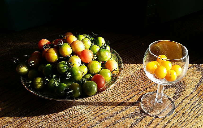 Photos de tomates - Page 4 Jona