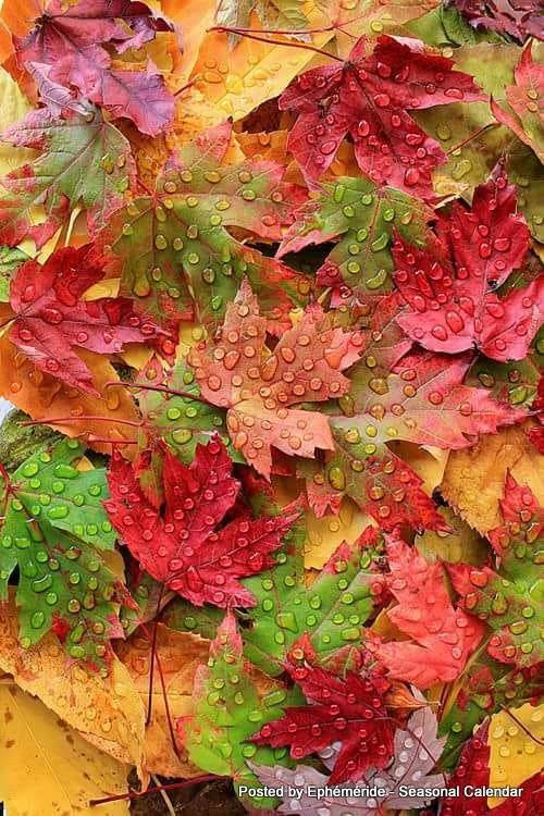 -----------------------------------------------------------------lorsque la rosée enrichit les feuilles d'automne. dans divers wskp