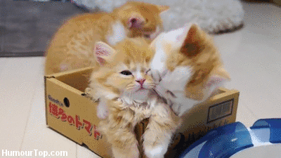 https://zupimages.net/up/18/51/a1i4.gif