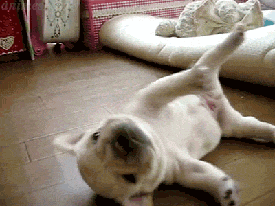 https://zupimages.net/up/18/51/g4o9.gif