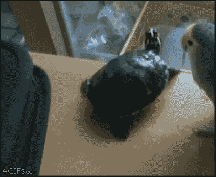 https://zupimages.net/up/18/51/naq9.gif