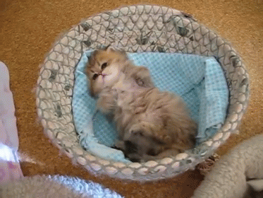 https://zupimages.net/up/18/51/oe3n.gif