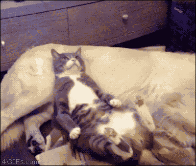 https://zupimages.net/up/18/51/x7xn.gif