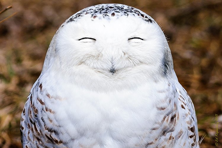 https://zupimages.net/up/18/52/nc60.jpg