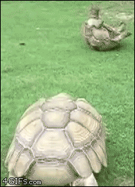 https://zupimages.net/up/18/52/zecc.gif