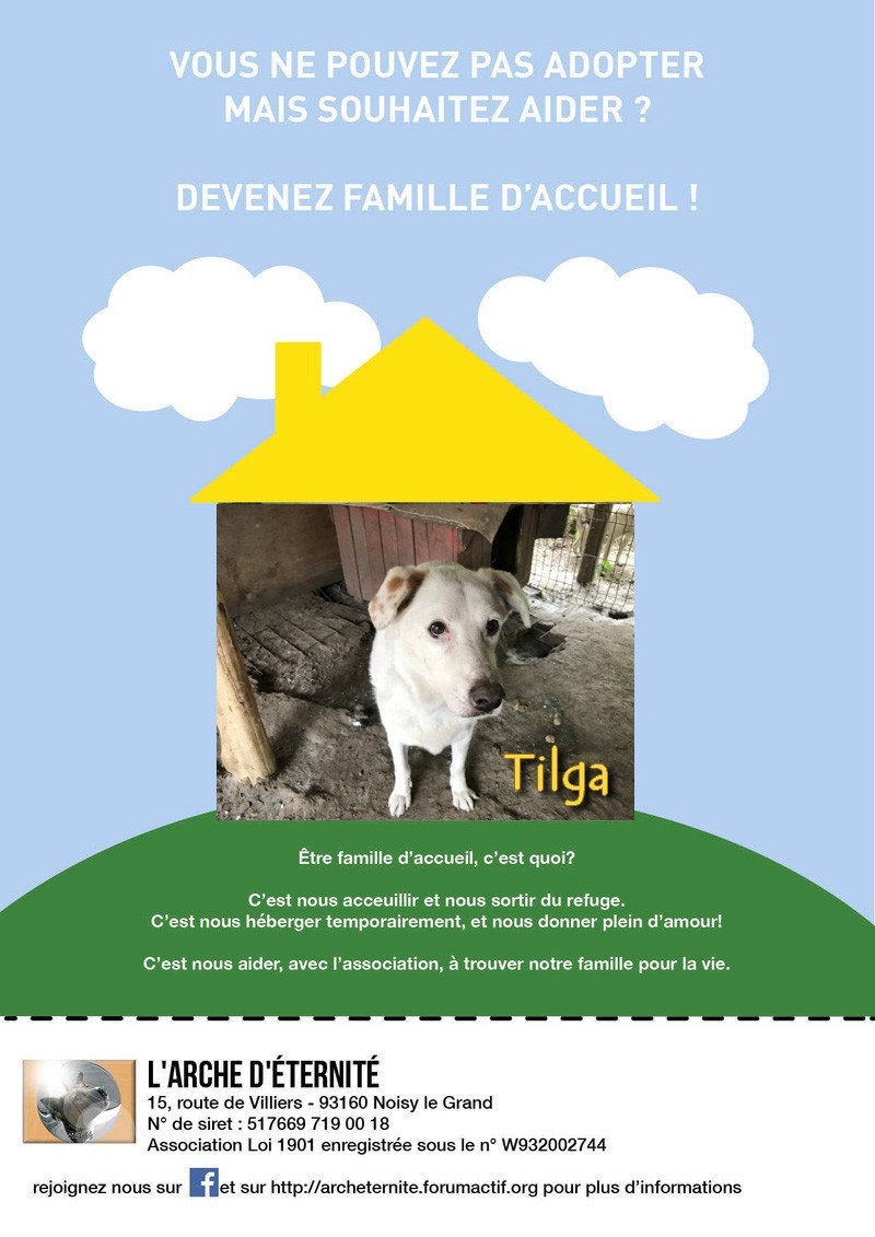 TILGA - x labrador blanc 8 ans   (4 ans de refuge) - Asso Arche d'Eternité - Lenuta (Roumanie)  Jb5v