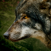 Les images des loups Jenj