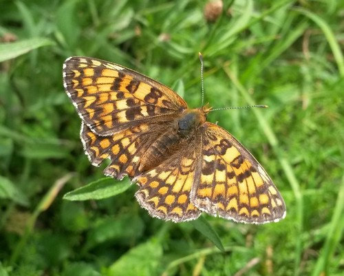 [Melitaea phoebe] Cinclidia phoebe ? 8n6c