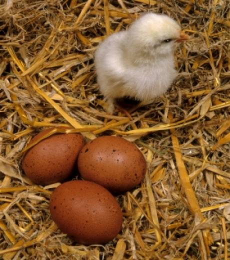 L'œuf ou la poule + (les mensonges scientifiques)  Aeyy