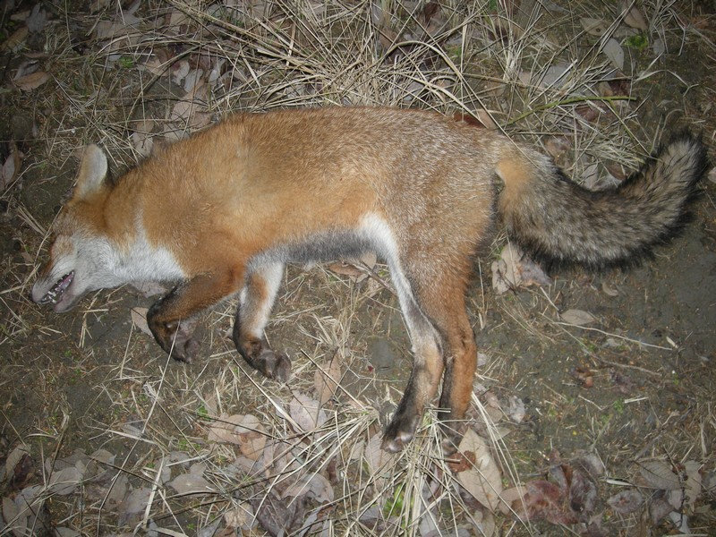 La gale du Renard . Nffm