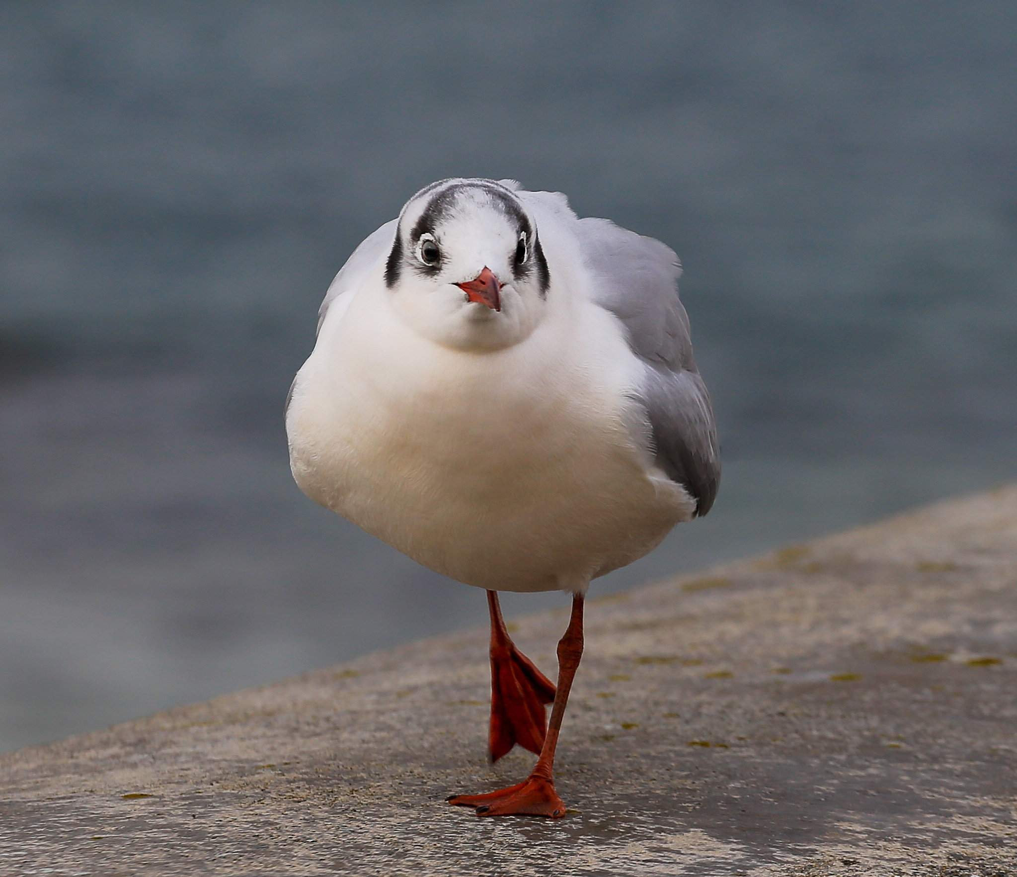 Au menu, Mouette et Goeland. 8m3b