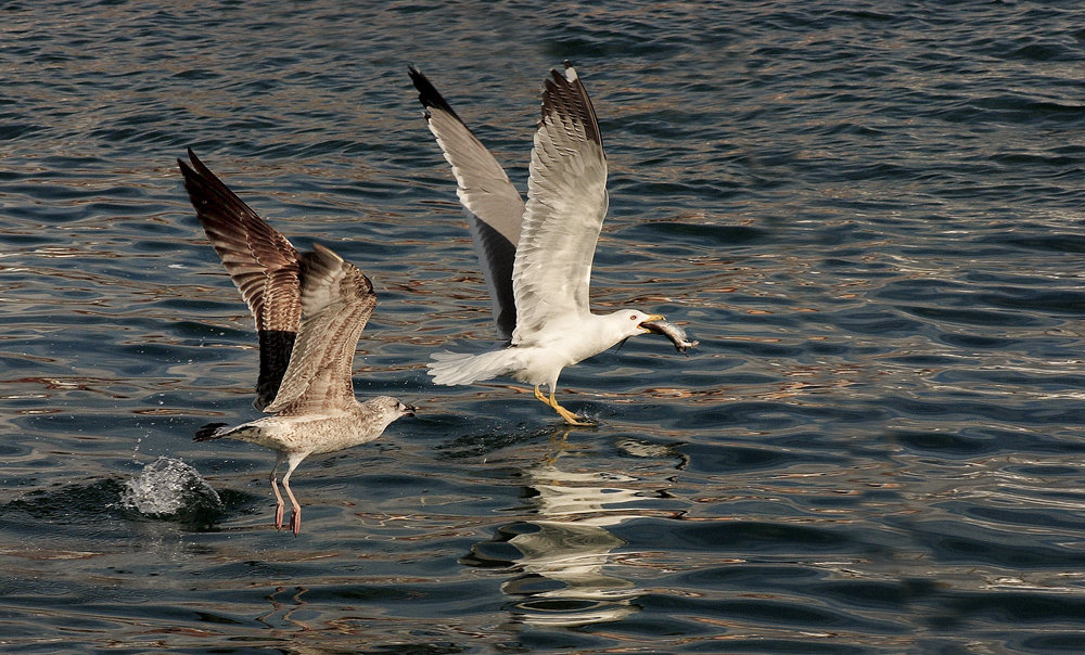 Au menu, Mouette et Goeland. I2ud