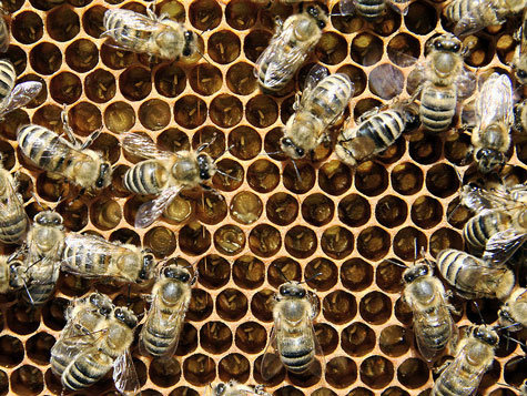 Pourquoi les abeilles meurent-elles en masse ? 2bv8