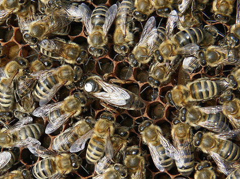 Pourquoi les abeilles meurent-elles en masse ? Jl5t