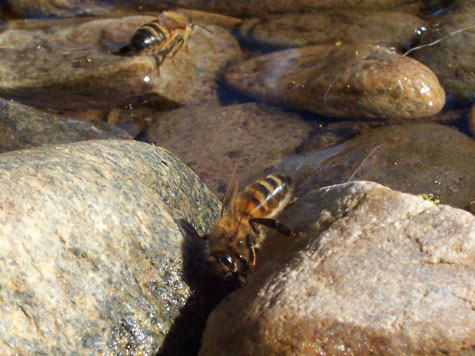 Pourquoi les abeilles meurent-elles en masse ? Kjw5