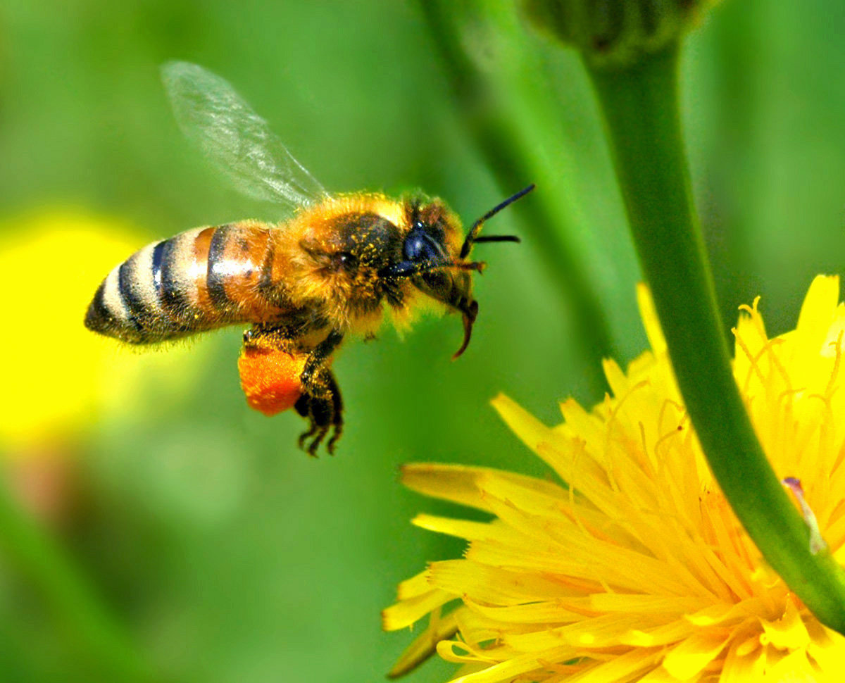 Pourquoi les abeilles meurent-elles en masse ? Qozy