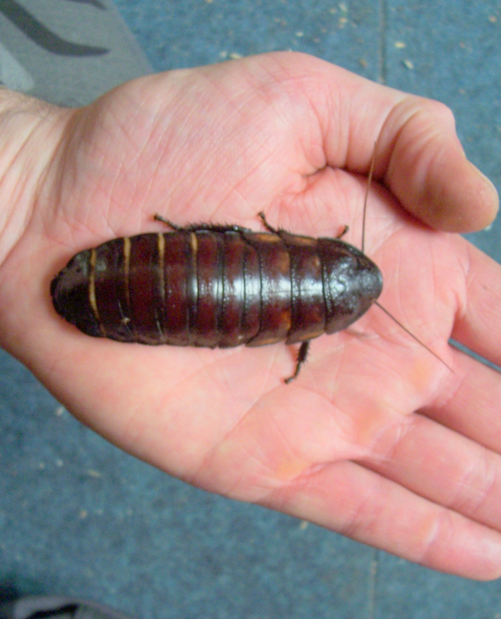 blatte gromphadorhina oblongonata forme géante Cirq