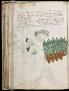 Le plus mystérieux manuscrit du monde Cufo