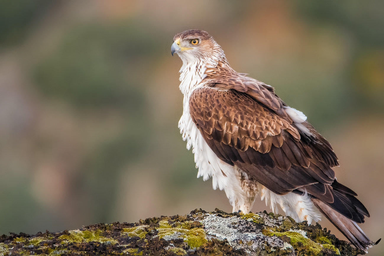 Aigle de Bonelli 1s4r