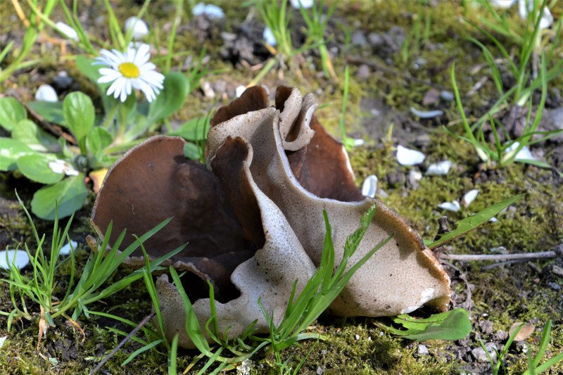 Pouvez vous m'aider a identifier ce champignon ?? 2ewu